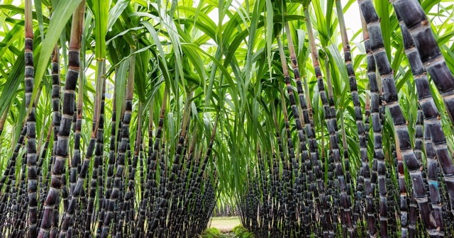 Canne à sucre rhum blanc agricole 